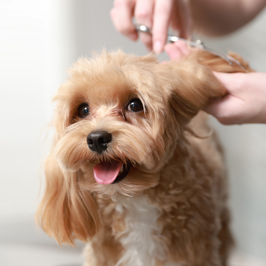dog with ear being trimmed